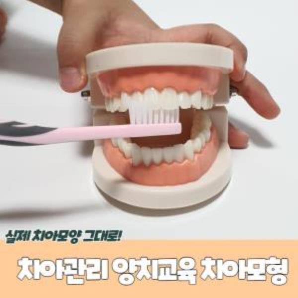 치아관리 양치교육 치아모형